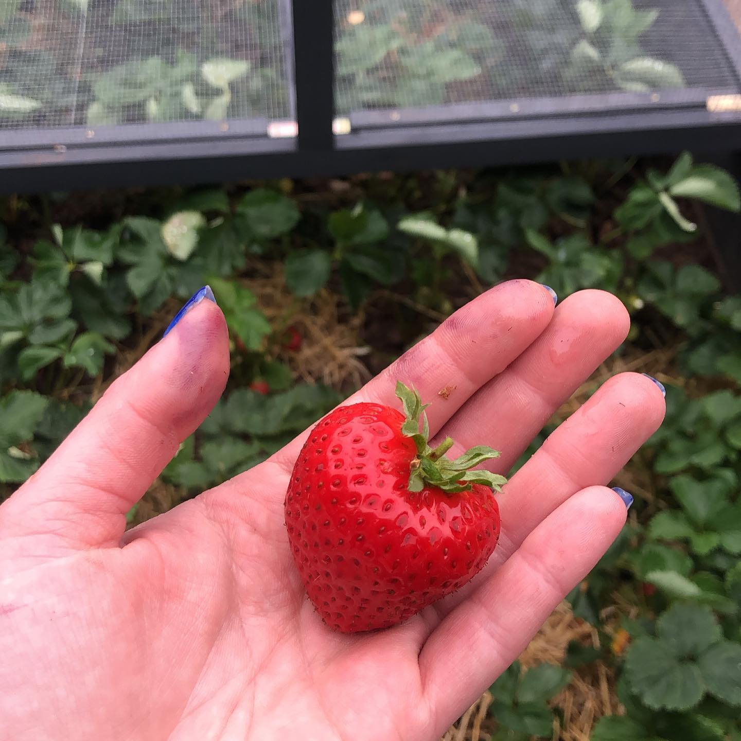 Bumper crop of stunning strawbs this year from all of this gentle warmth and rain. What should I make with them all 🤔
#berryseason #homegrownstrawberries #eatwellbewell #nrgnutrition