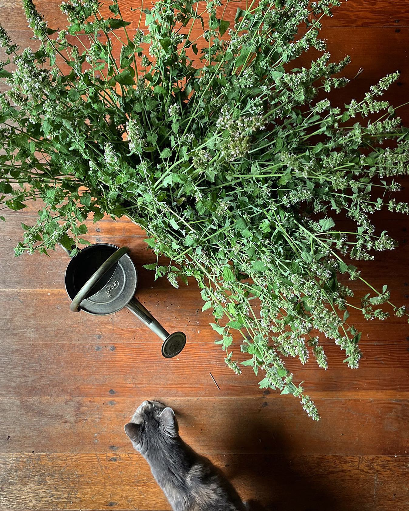 Catnip bouquet for our favorite mouser 🐈⬛🌿
#nepetacataria #organicherbs #rva
