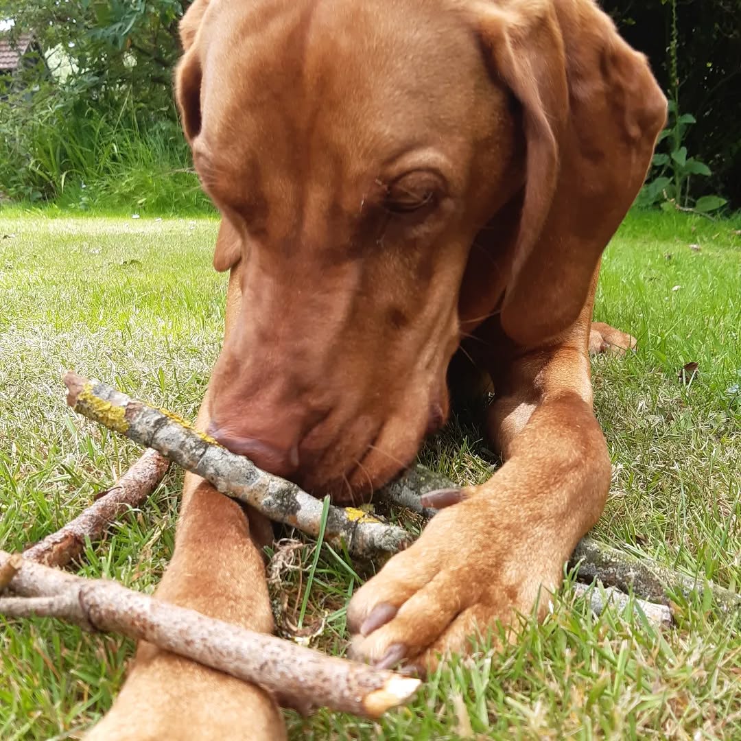 Can a vizsla ever have too many sticks? Apparently not...