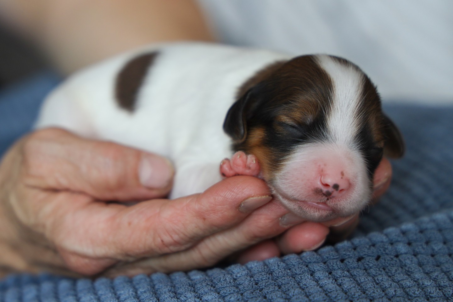 Slapend worden wij groot. ❤️ #kooiker #kooikerhondje #kooikerhondjeofinstagram #puppies