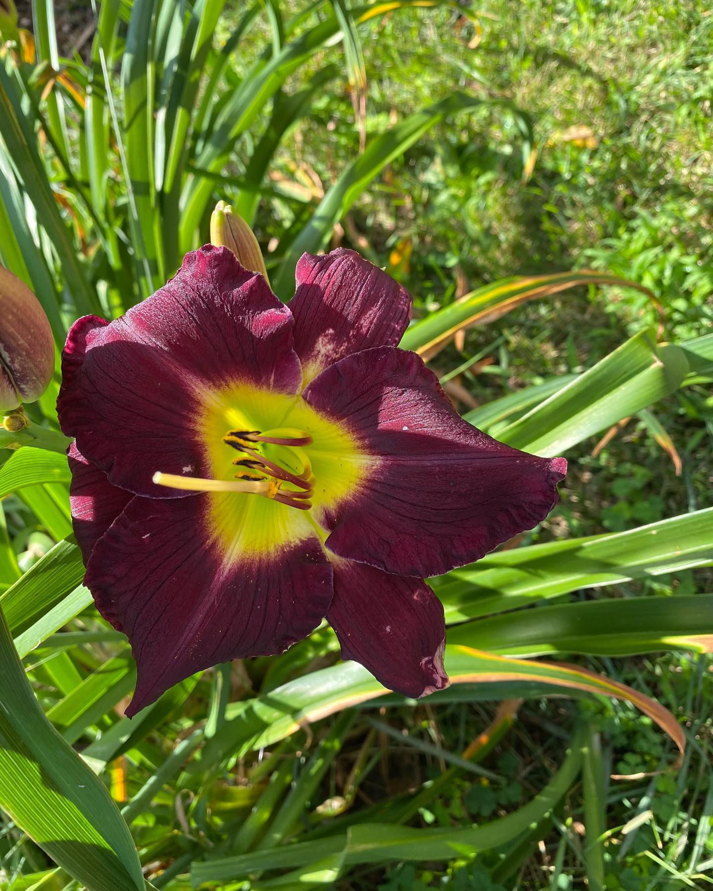 Lily season and the garden is alive with colour