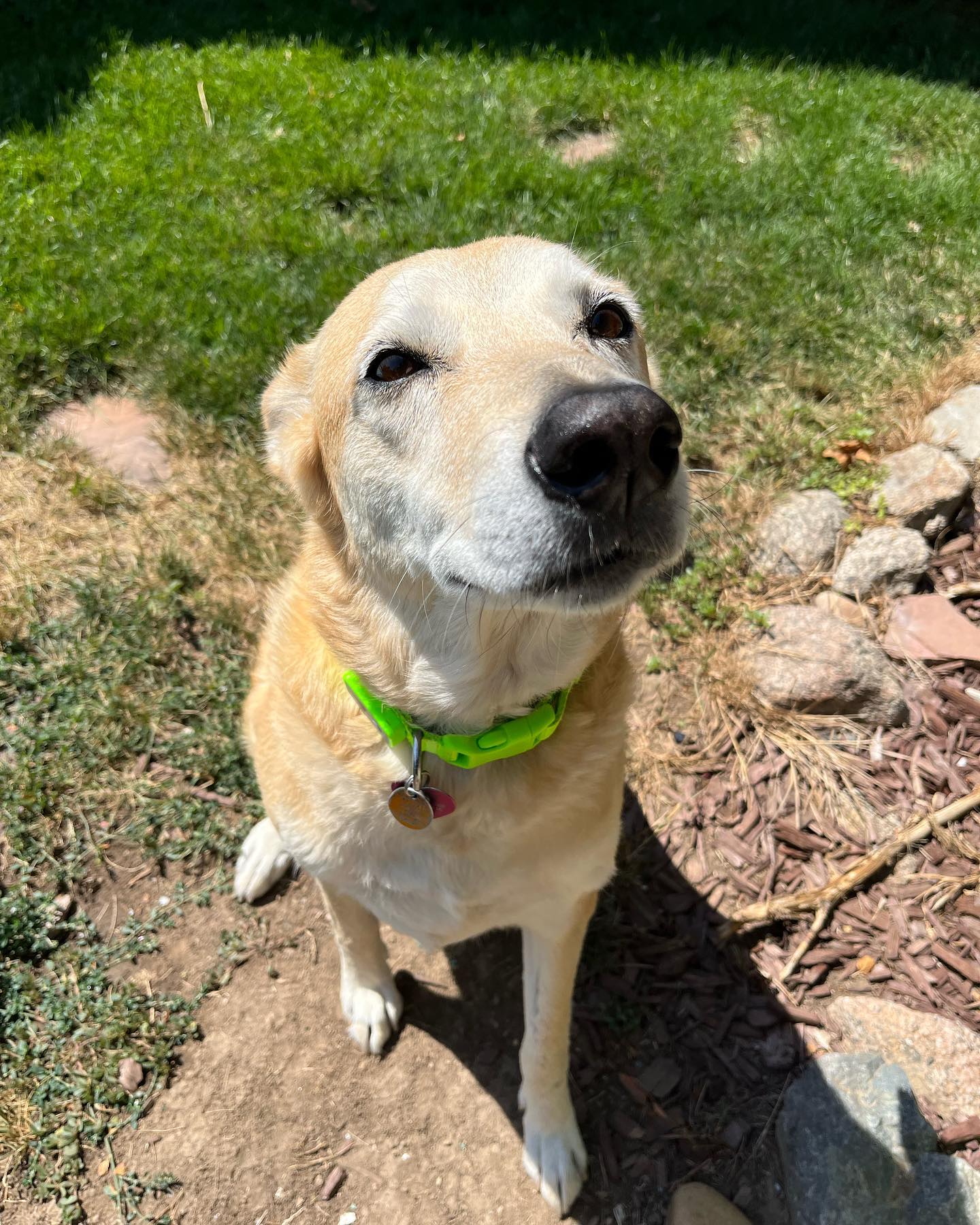 Please welcome Arya to the pack! She is the sweetest girl ever! 🥰