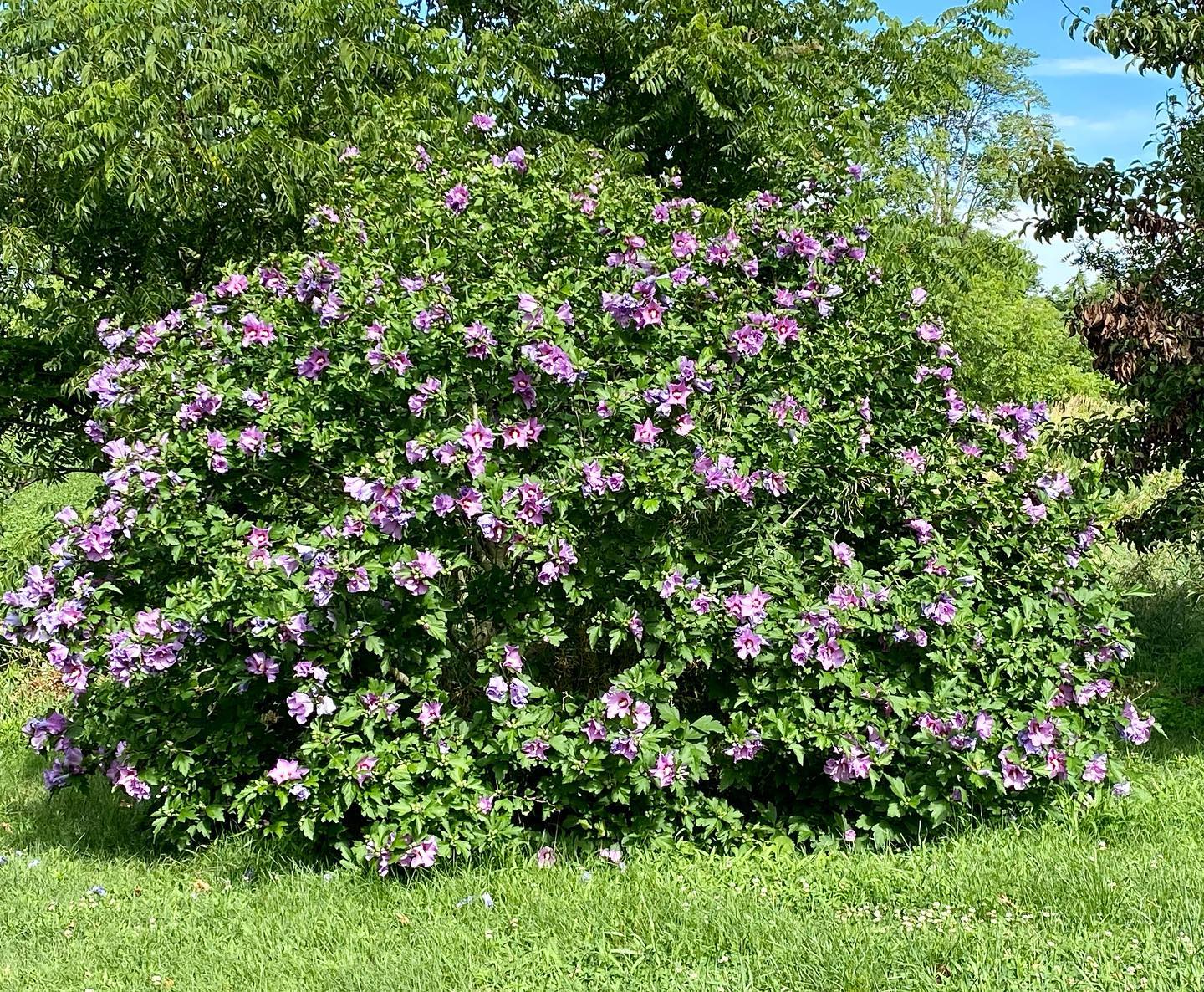The Rose of Sharon is spectacular this year