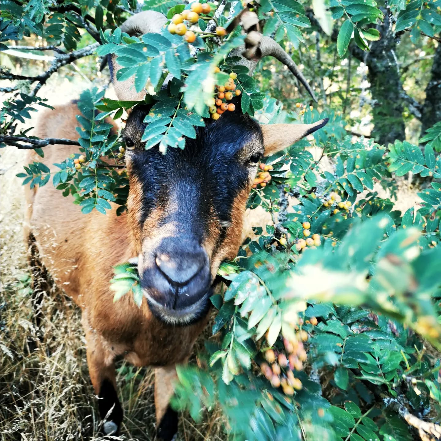 #rikkie #chevresardechoises #auclairdelasource #permaculture #douceurdevivre #montagneardechoise #Lanarce
