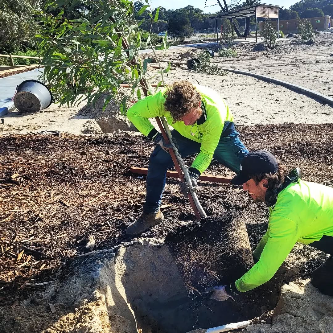 Just some normal sized tube stock being planted by our hard-working miniature treeplanters. š±
#treeplanting #softscaping #teamworkmakesthedreamwork
#eucalyptus