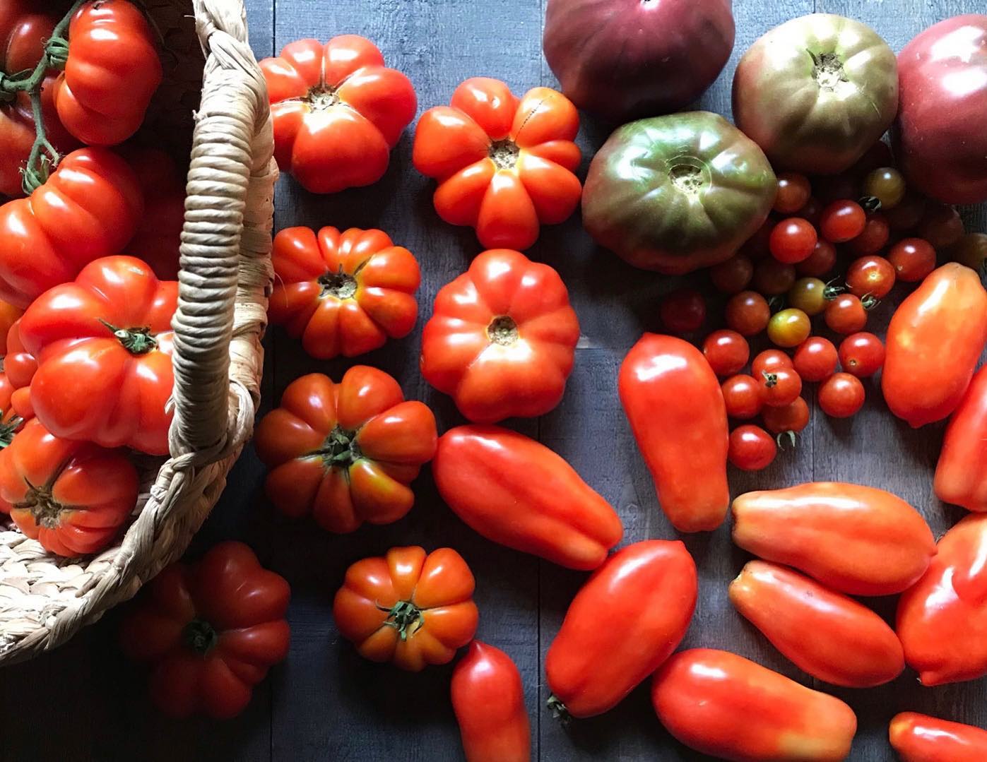 Tomatoes so fresh they just talked back