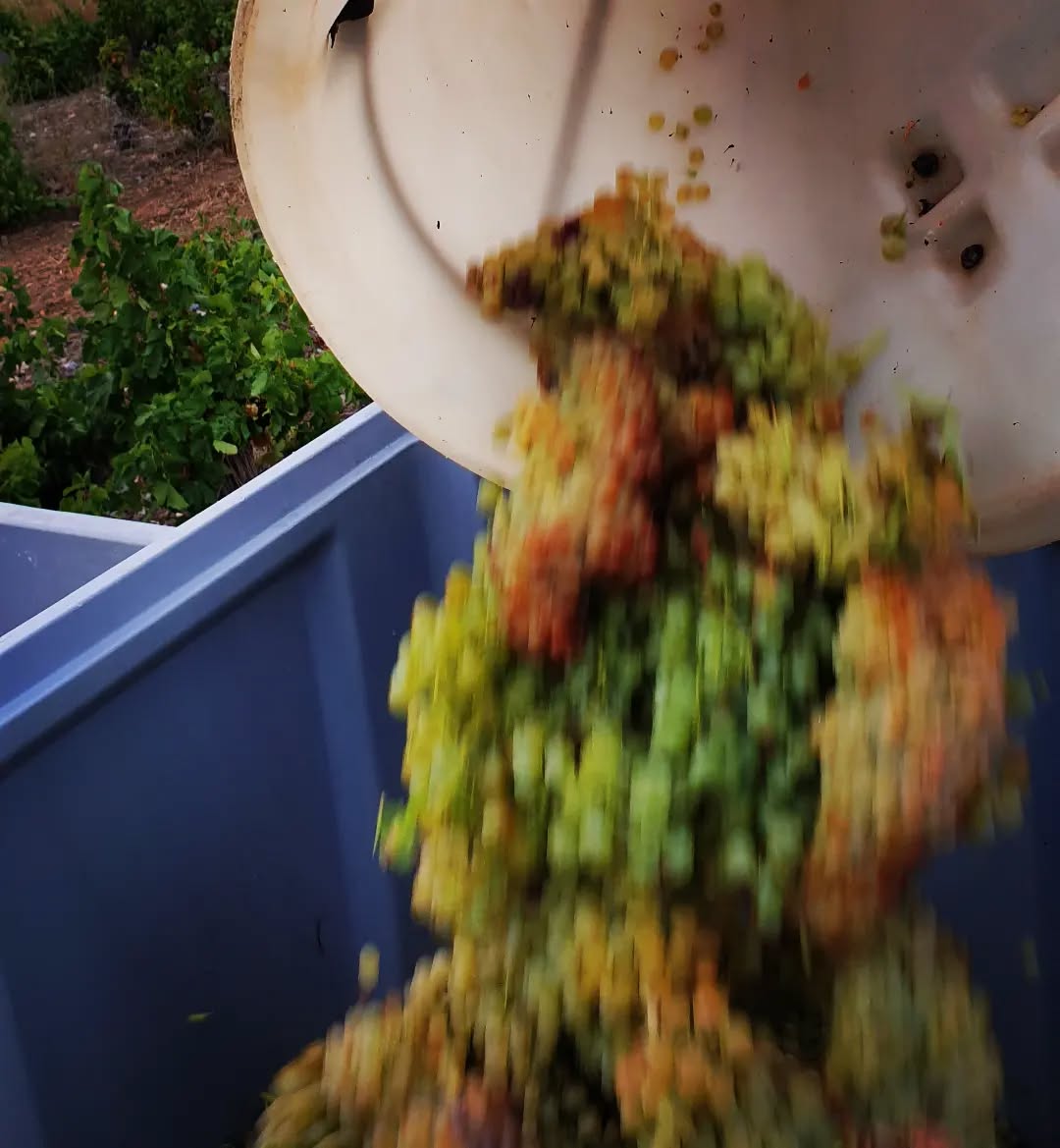 Premiers coups de sécateur tôt ce matin dans le macabeu à la Fount.