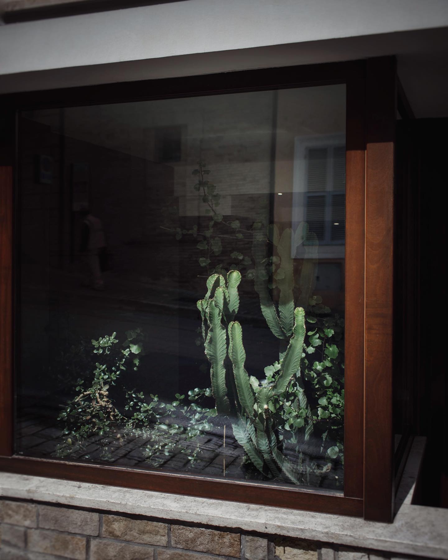 Kaktus/Still/gefunden
.
.
.
#kaktus
#fenster
#italy