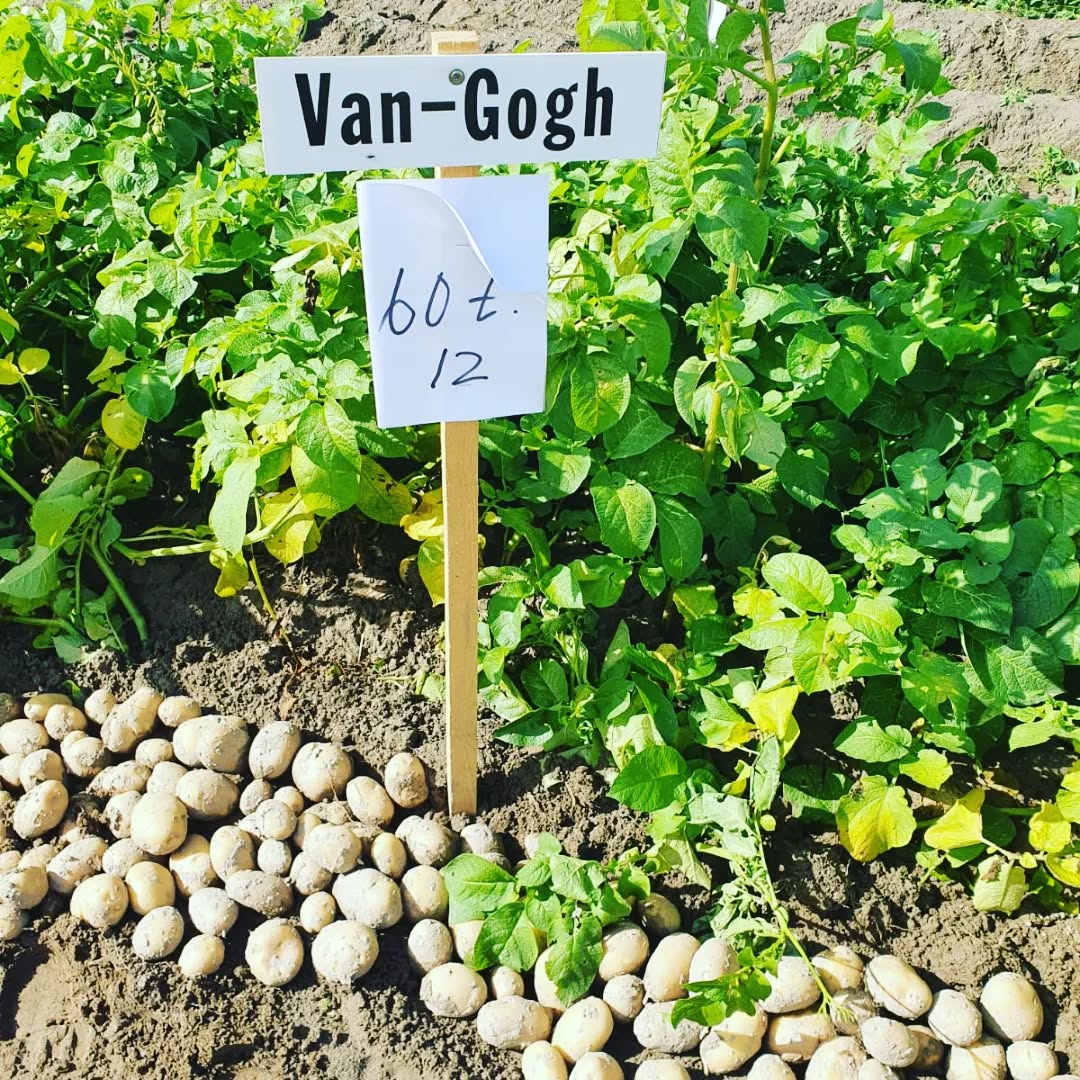 Tällä viikolla on tutustuttu lajikekenttiin Lapväärtissä sekä Jepualla. Iloksemme huomasimme että vanha kunnon Van Gogh pärjää hienosti nuorempia vastaan kisatessa.💪 Kiitos järjestäjille, yhteistyökumppaneille sekä vierailijoille! #vanhamestari #vangogh