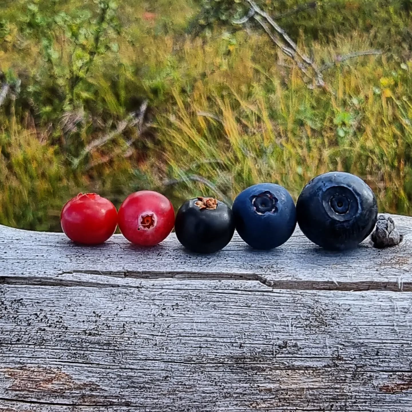 This is The Berry Picker's Paradise. Northern nature is full of free and colorful vitamis and antioxidants. We can eat them raw, or make pies, jams, jellos, syrups...
From left to right:
🔴 puolukka = lingonberry
🔴 karpalo = cranberry
🔵 variksenmarja= crowberry
🔵 juolukka= bog bilberry
🔵 mustikka= european blueberry, bilberry, wimberry, whortleberry
#wildfoodlove
#wildfood #wildberries #berrypicking #berrypie #naturebeing #naturefood #naturalvitamins #cranberry #lingonberry #crowberry #bilberry #Kuusamo #visitfinland #naturalluxury