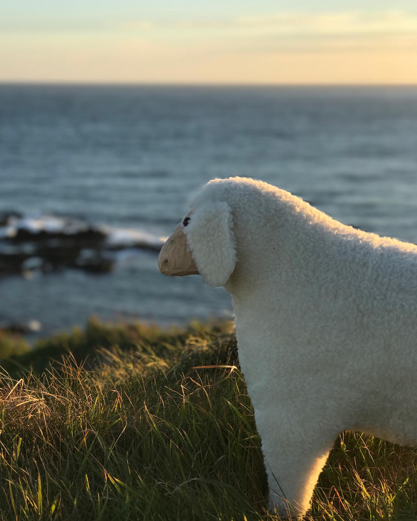 There have been some wonderful days this summer! What have been your highlights? #makingmemories #thesheepgalway #galway #ireland #madeinireland #wildatlanticway