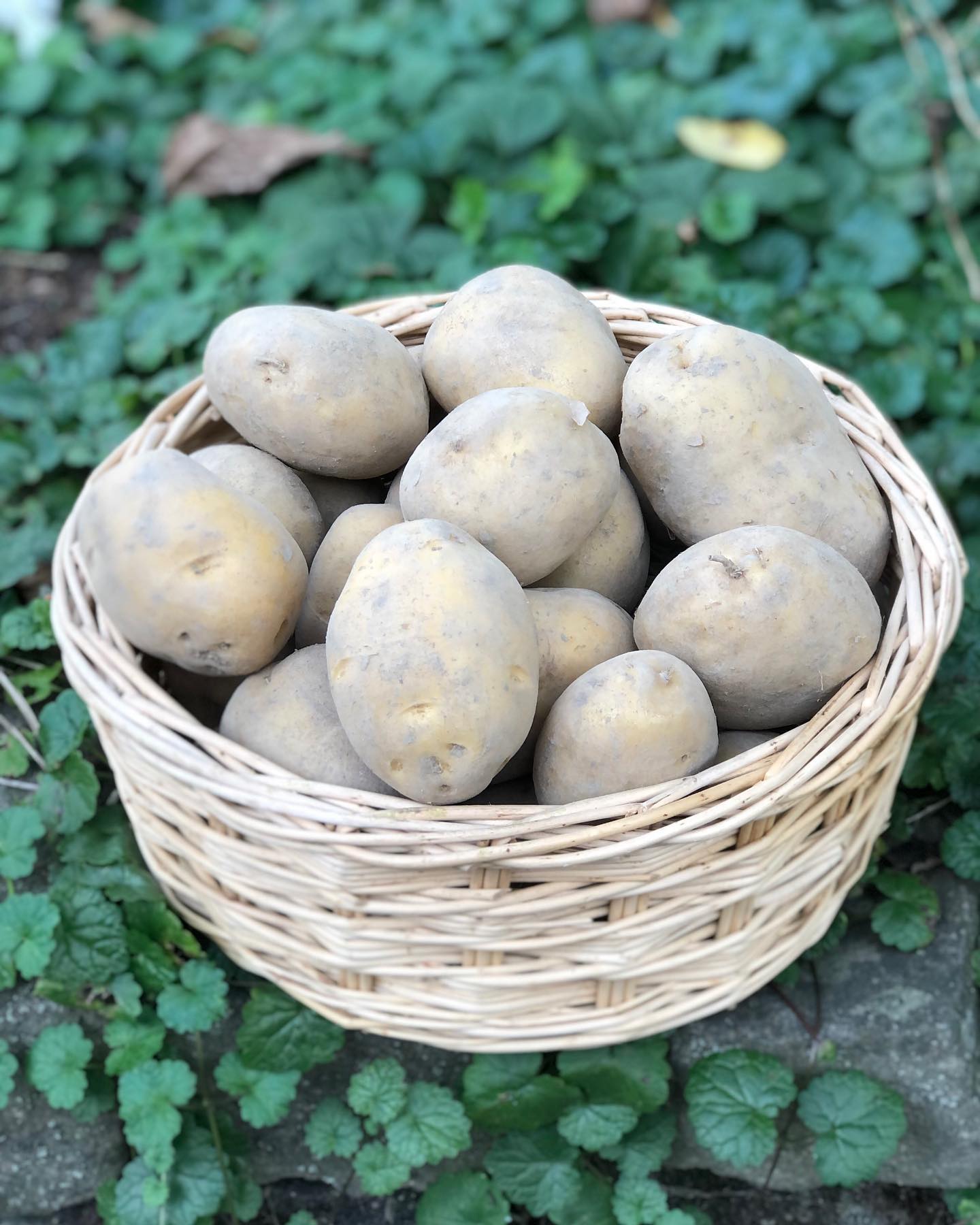 Frischernte-Aktion bei unseren Kartoffeln😊 Wenn du mehr als 5kg unserer feinen Kartoffeln aufs Mal einkaufst, gibts sie für 2.-/kg (statt 3.50.-)!😉 Gilt für alle Sorten und nur bis 17. Sept 22! Grössere Bestellungen nehmen wir sehr gerne am Markt oder per Mail an info@biohof-stalder.ch entgegen!😋
Wer hat Lust auf frische Demeter-Kartoffeln?😋
.
.
#frische #demeter #kartoffeln #vomhof #natürlich #gesund #lecker #nachhaltig