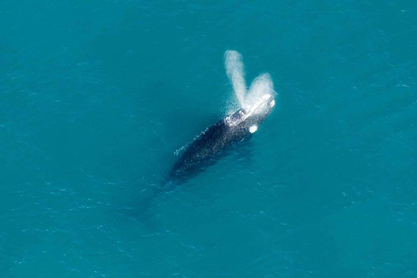 Great to see this Southern Right Whale hanging out in Kaikoura