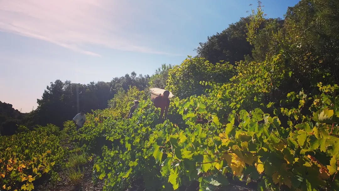 Ceuillette ce matin des vieilles syrah pour la vinification intégrale en fûts de 400l.