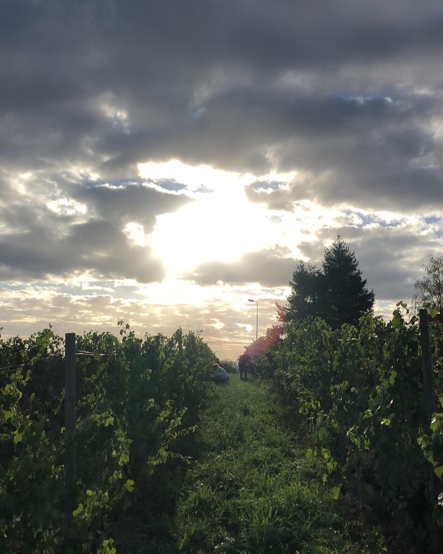 Millésime 2022, top départ !
#gamay #coteroannaise #loirevolcanique #ambierle #domainedespalais #millesime2022