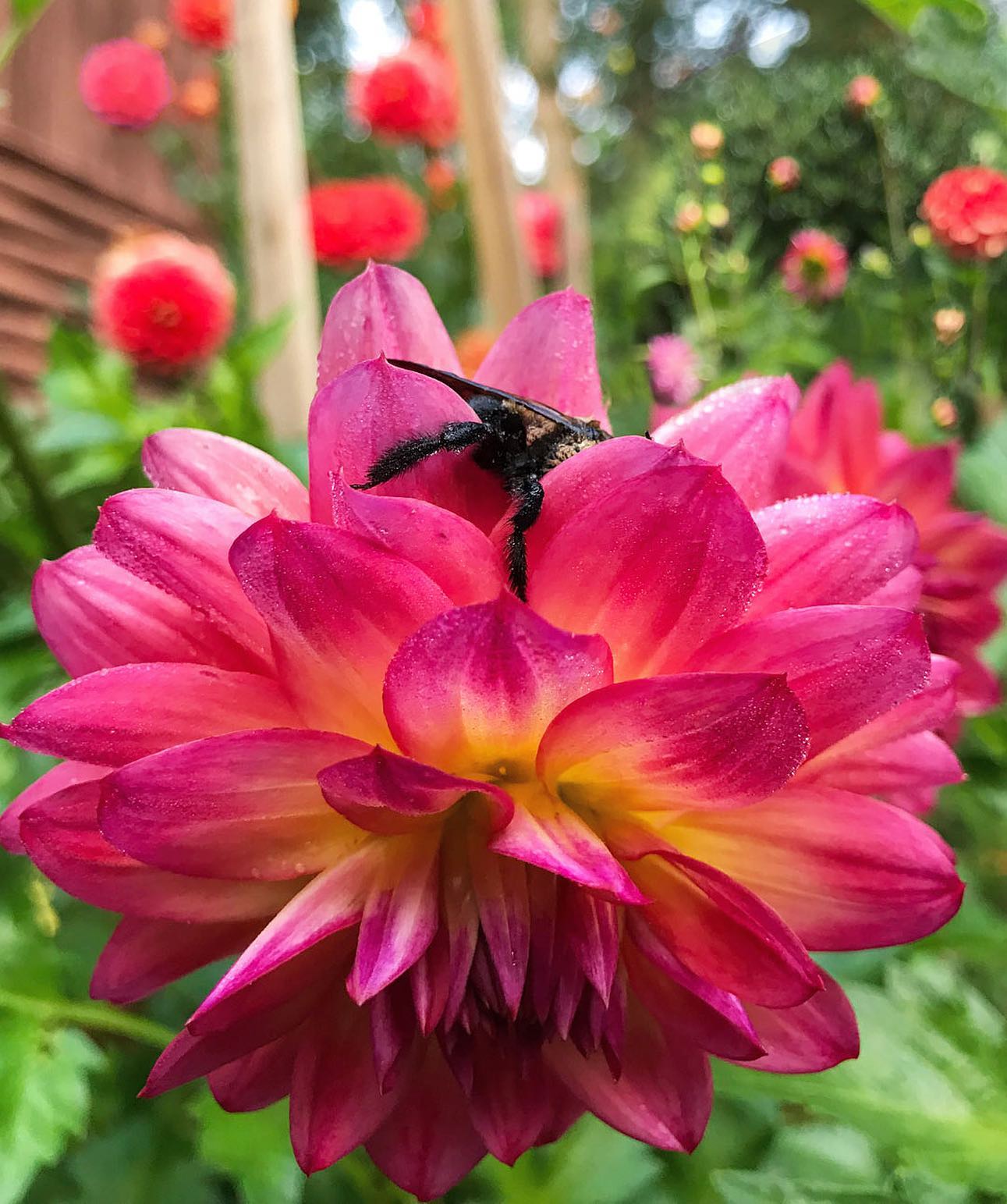 And though she be but little she is fierce 🐝
#beebutt