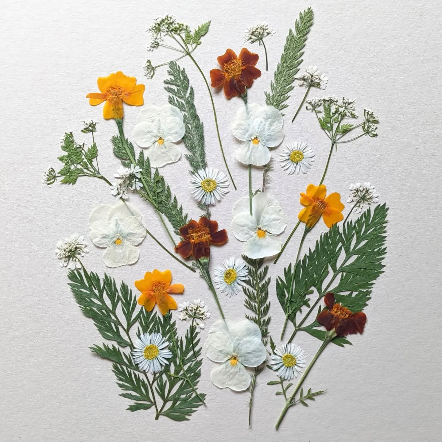 Celebrating autumn with this collection, featuring mahogany and orange Marigolds, custom designed for the front of a wedding cake.
.
.
.
.
#floracleflowers #floracle #pressededibleflowers #edibleflowersandleaves #devonfood #edibleflowers #weddingflowers #weddingflorals