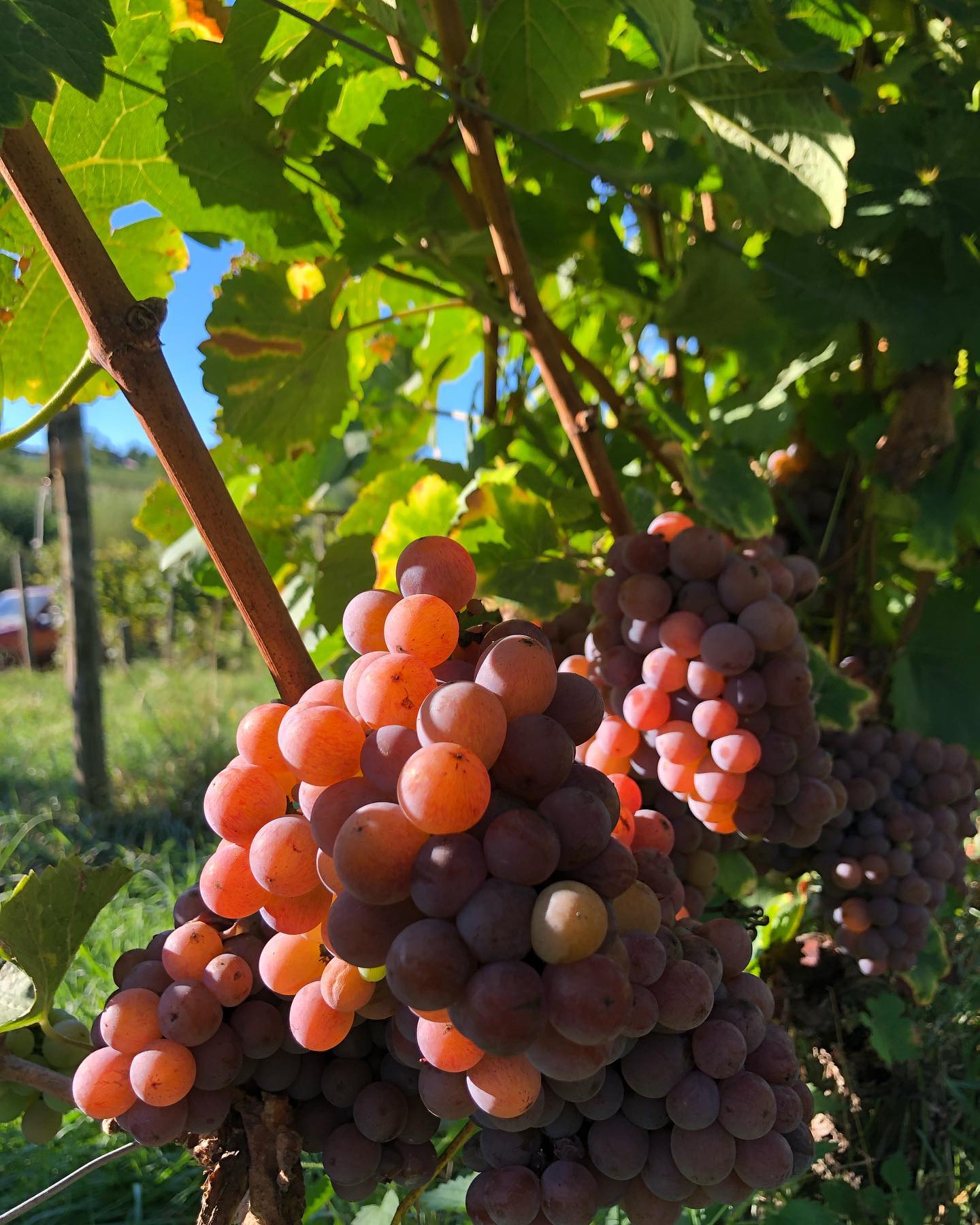 Gewürztraminer.
#gewurztraminer #loire #loirevolcanique #ambierle #domainedespalais #rose
