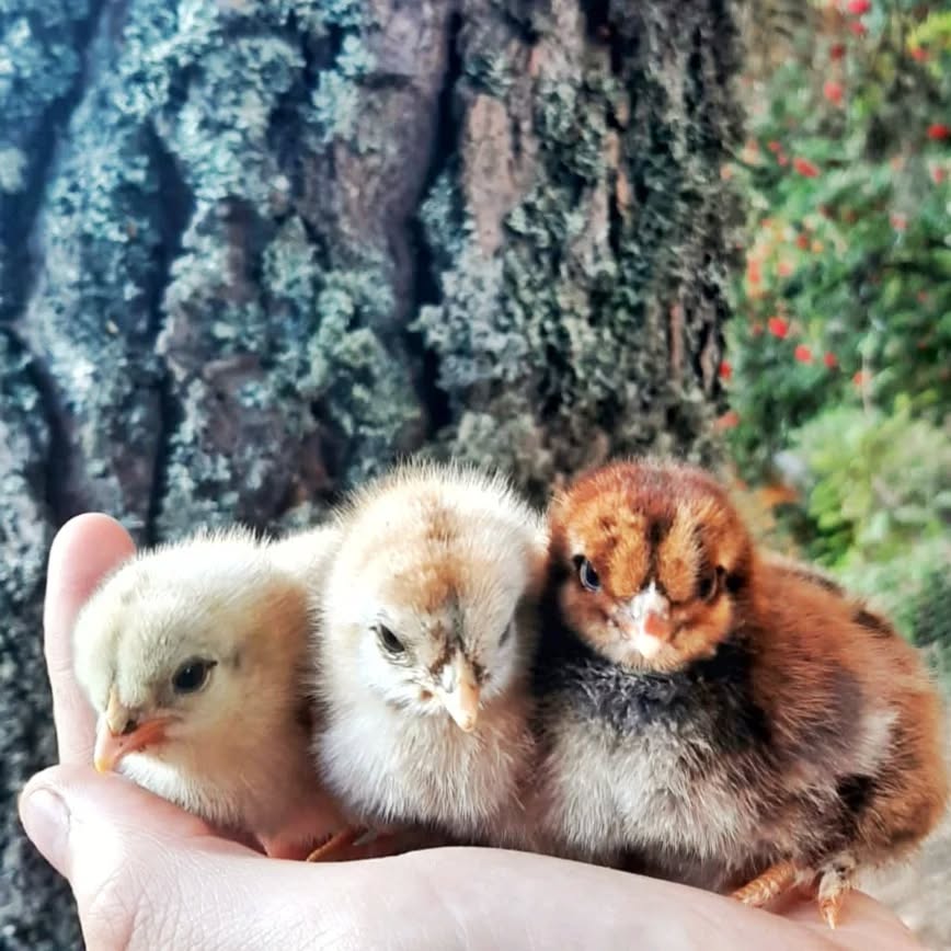 Three little birds, on my doorstep 🎶... petits poussins d'automne 💖
#naturallife #offthegrid #cuties #permaculture #douceurdevivre #Lanarce