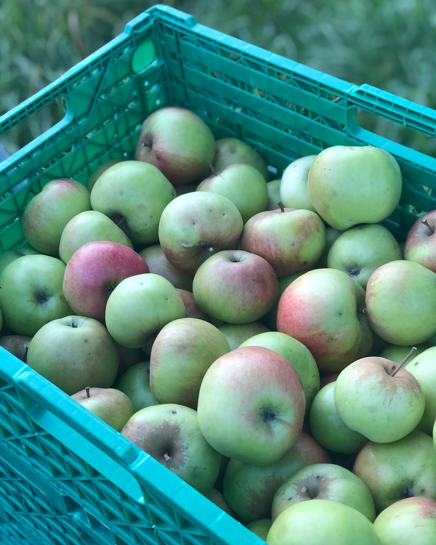 Wir sind am Obst ernten :) Dieses Jahr tragen unsere Hochstammbäume ganz schön viele Äpfel und Birnen. Hier sind wir die lokale Sorte ‚Chüsenrainer‘ am ernten. Die wurde Mitte des 19.Jahrhunderts quasi bei uns um die Ecke, im Chüsenrainer Wald, gefunden. Sie ist nicht ganz so süss. Und wie all unsere Bäume wurde sie nie mit Pflanzenschutzmitteln behandelt, weder mit chemischen noch mit biologischen.
.
.
#apfel #hochstamm #altesorten #chüsenrainer #prospecierara #lecker #nachhaltig