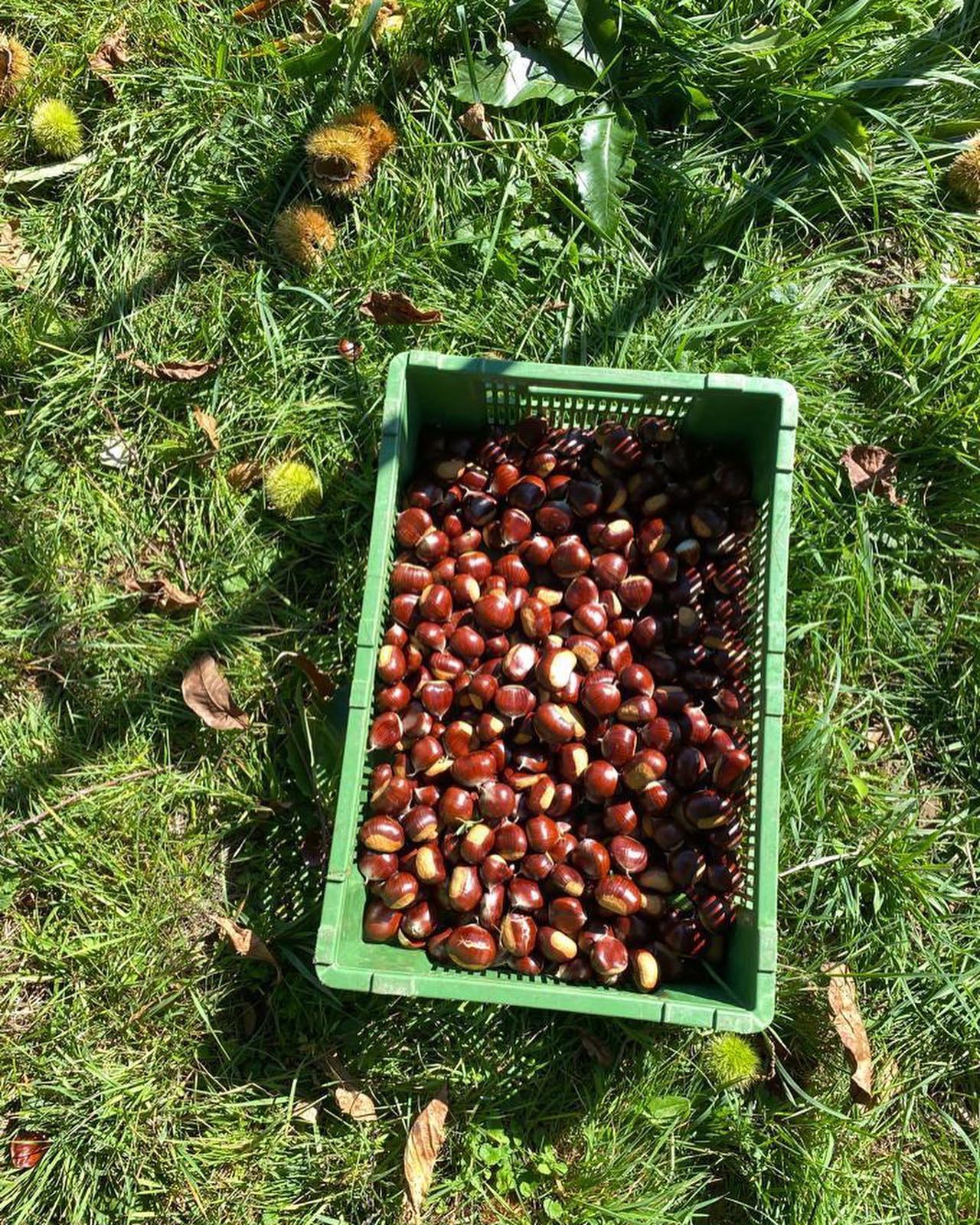 Herbstzeit ist Marronizeit!
Wer mag die kleinen Superfood-Kugeln auch so wie wir? :)
Besonders gut sind sie, wenn sie nicht durch halb Europa gefahren sind, sondern ganz frisch von uns vom Hof kommen!😋
Habt ihr schon von unseren Sempacher Marroni probiert?😊
.
.
#marroni #kastanien #aus #sempach #lokal #regional #frisch #lecker #gesund #superfood #fettarm #mineralstoffreich #lecker