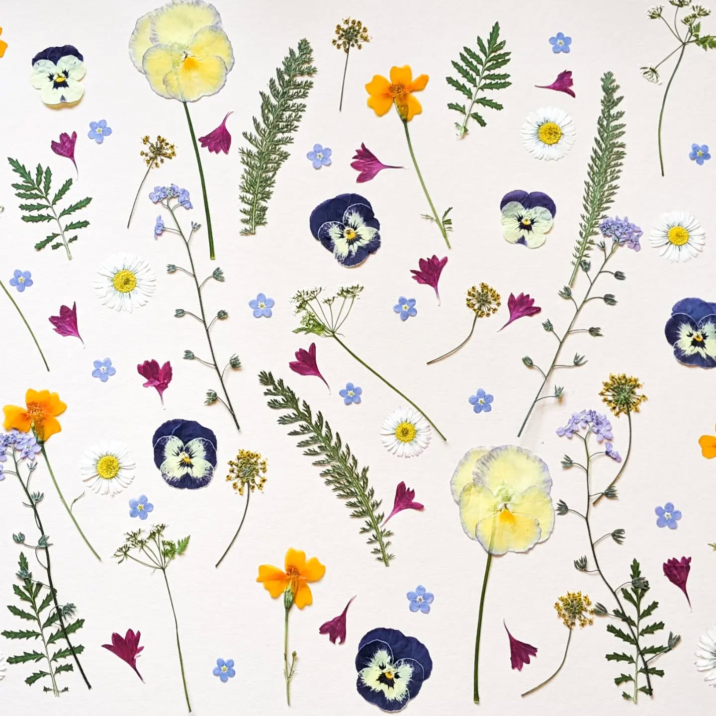 This collection of mixed edible flowers, designed for a 3 tier cake, contains Marigolds, Violas, Daisies, Forget me nots, Fennel, Chervil, Cornflower petals and mixed leaves.
.
.
.
.
.
.
#pressededibleflowers #floracleflowers #pressedflowers #pressedflowersandleaves #edibleflowersandleaves