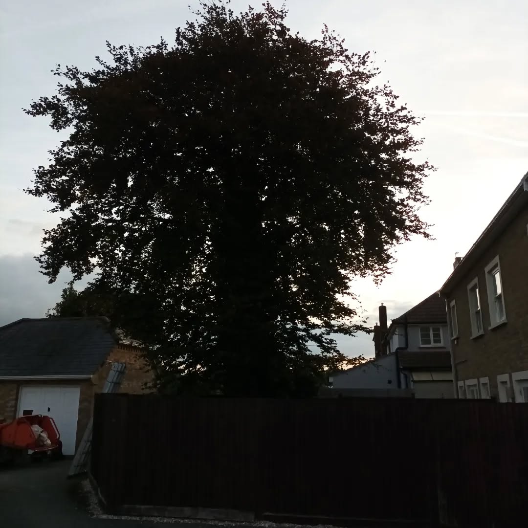 What a Lovely tree to work on.
Before & after of a Beech tree we reduced in #chichester this morning.
#arborist #treesurgeonsofinstagram #arboristsofinstagram