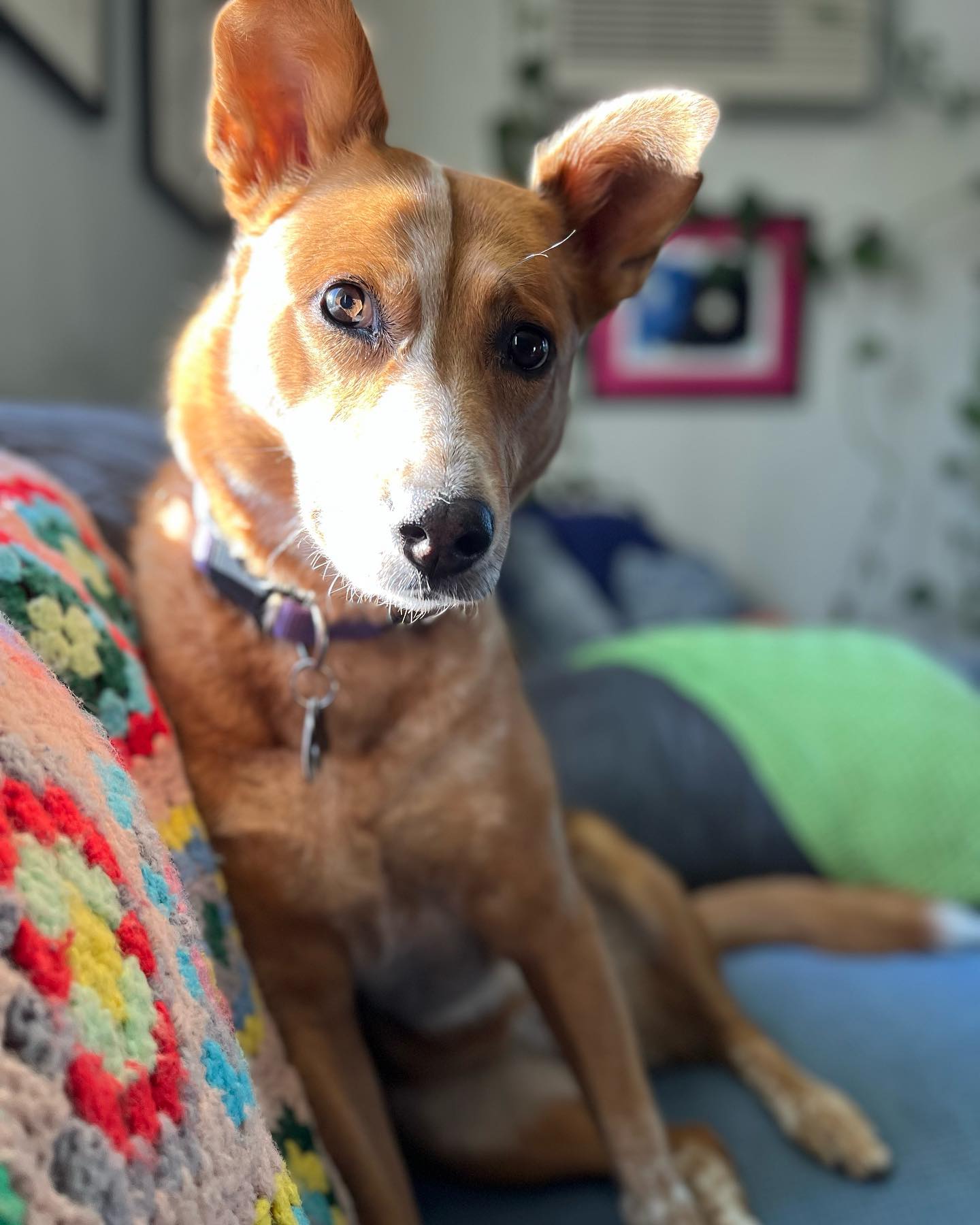 Dog sitting Brisby and having a nice morning enjoying the sunrise ☀️