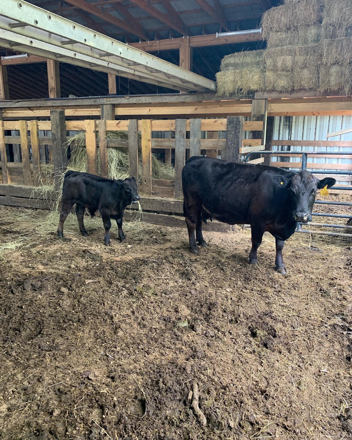 Gelbvieh mommas crossed with Akaushi Bull “El Padrino” #Akaushi #Gelbvieh #Balancer #F1 #Wagyu
“Wagyu” simply translates to “Japanese cow.” Akaushi is a specific Wagyu breed, separate and distinct from other Japanese cattle breeds.
All Akaushi is Wagyu, but not all Wagyu is Akaushi.