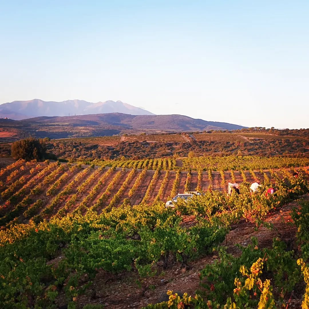 Dernière ligne droite pour la récolte 2022! Ceuillette ce matin su carignan de Roubials.