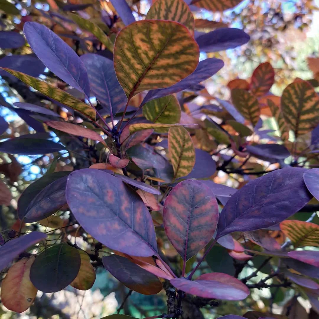 Some gorgeous autumn colours from this week...