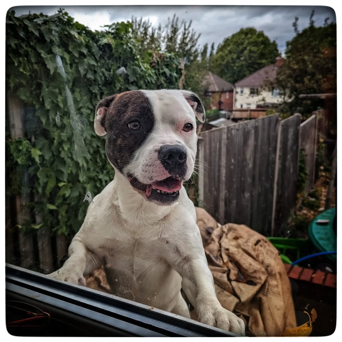 Patch was explaining to me the efficiency of his house's double glazing 😜🤣
#staffy #staffygram #staffylove #staffylovers #staffordshirebullterrier #dogsofinstagram #igersdog #energyperformance #epc #whosagoodboy