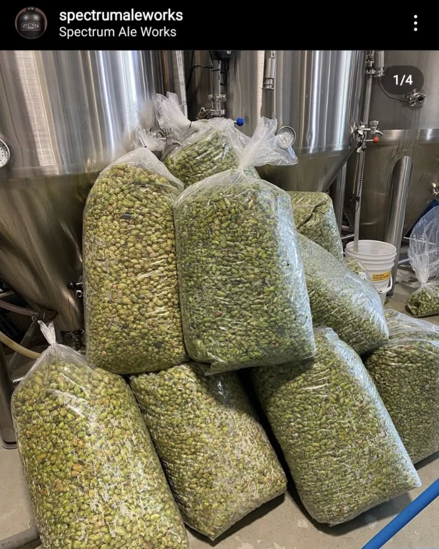 'Tis the season! The fresh hopped beers made with #albertahops are beginning to roll out.
•
This is a collaboration between @spectrumaleworks and @flatland_hops. Look for this beer in their taproom or in cans now!
•
Can't get to Spectrum? Perhaps you should join us @cilantro_chive in Red Deer in November 5th for a showcase of all of Alberta's fresh hopped beer offerings!!
•
•
#freshhops #abcraftbeer #hops #freshhop #freshhopbeer