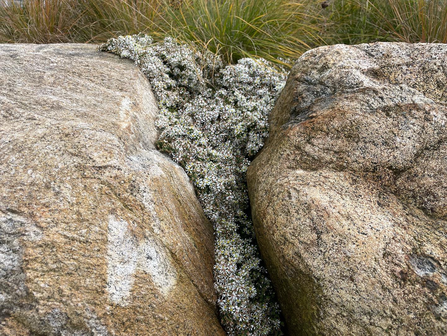 Hard edges and soft voids were stealing my attention at yesterday’s site visit for plant layout and meadow augmentation. The Snow Flurry asters were doing exactly what they should and blurring the line between lichen and plants. The meadow panels seeded in March this year already have rudbeckia, perennial flax, yarrow, and a single daisy in bloom, but needed some quick fill with plugs of poverty oat grass, purple top grass, and overlay of seed where the strong spring winds from Little Narragansett Bay left small bare spots. This site has little ability to irrigate, but the native plantings have barely missed a beat. The site also has terrific views and great clients. Always a joy to see how well maintained it is! Thanks @hallslandscape2020!
Project managed while at Anne Penniman Associates prior to the office closing.
#landscape #landscapephotography #landscapearchitecture #astersnowflurry #pawcatuck #watchhill #nativeplants #napatreepoint #stonington
#gardensofinstagram #gardensofconnecticut #gardensofrhodeisland #coastalliving #greatclients