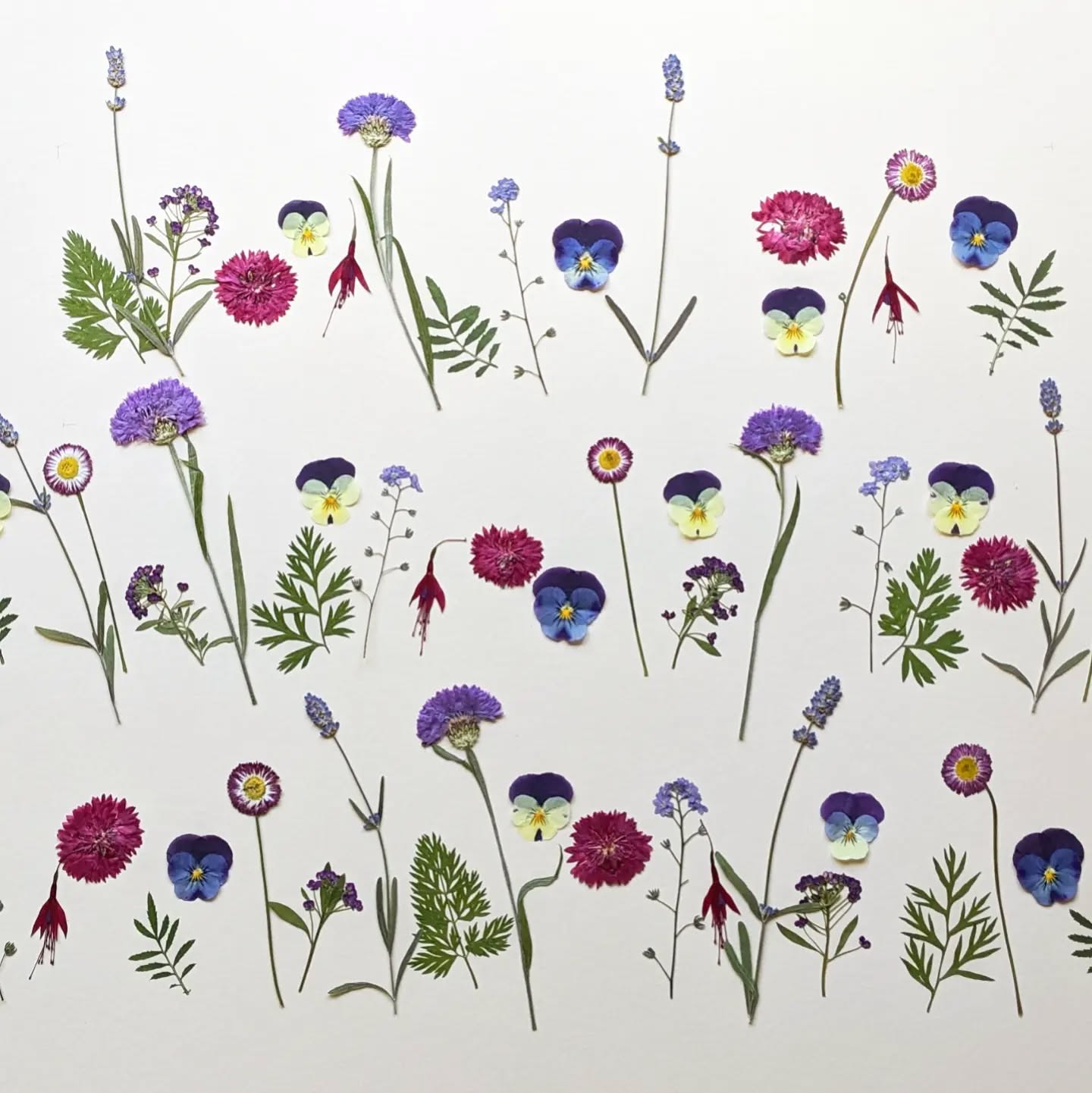 This collection of pressed edible flowers features a variety of stems including purple Cornflowers and Alyssum plus pretty pink Fuchsias. Custom designed for a 3 tier cake.
.
.
.
.
.
.
#pressededibleflowers #edibleflowersandleaves #edibleart #floracleflowers #flowers #pressedflowers #floral