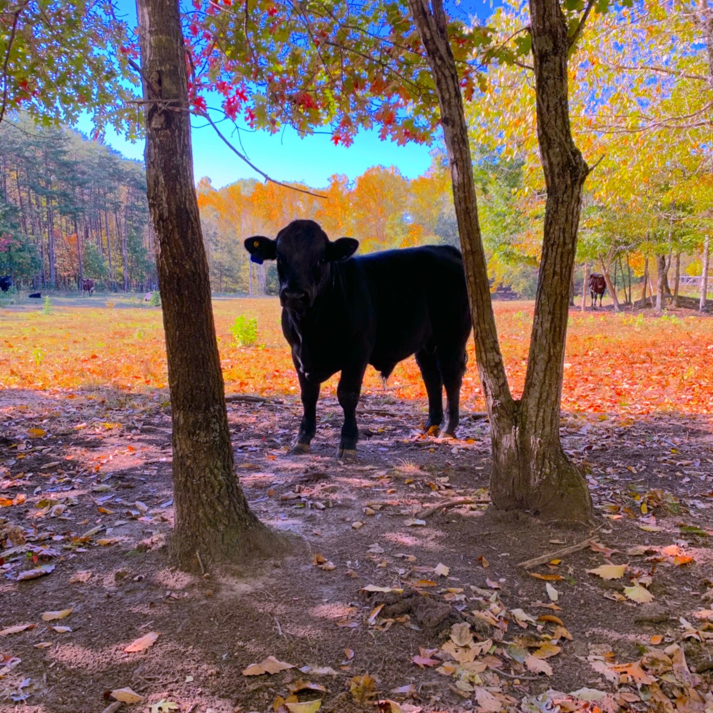 Gelbvieh purebred K2210 looking outstanding on a fall day in the Blue Ridge Mountains. This bull calf was born 01/26/22 and we couldn't be happier with how he's coming along.
#clintscattle #bedford #beef #gelbvieh #gelbviehbull