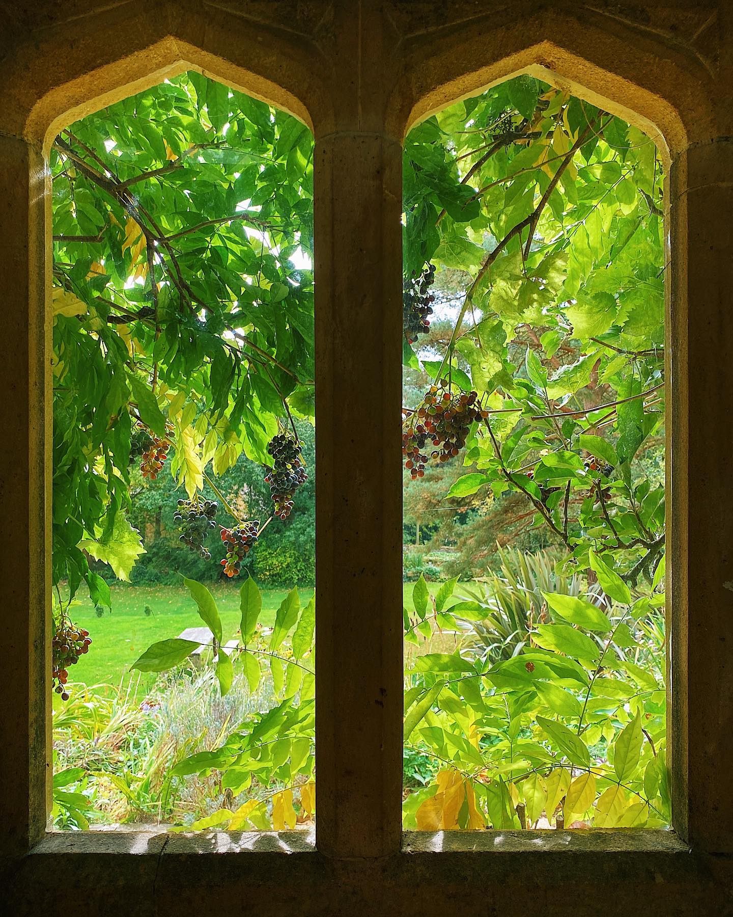 The grapevine is looking wonderfully bountiful at the moment both inside and out of the Manor 🍇
#symondsburymanor #symondsbury #dorset #bridportdorset #jurrasiccoast #dorsetcoast #selfcateringaccommodation #selfcateringholidays #selfcateringholidaysuk #selfcateringholidaysdorset #dorsetholidays #uniqueholidayrentals