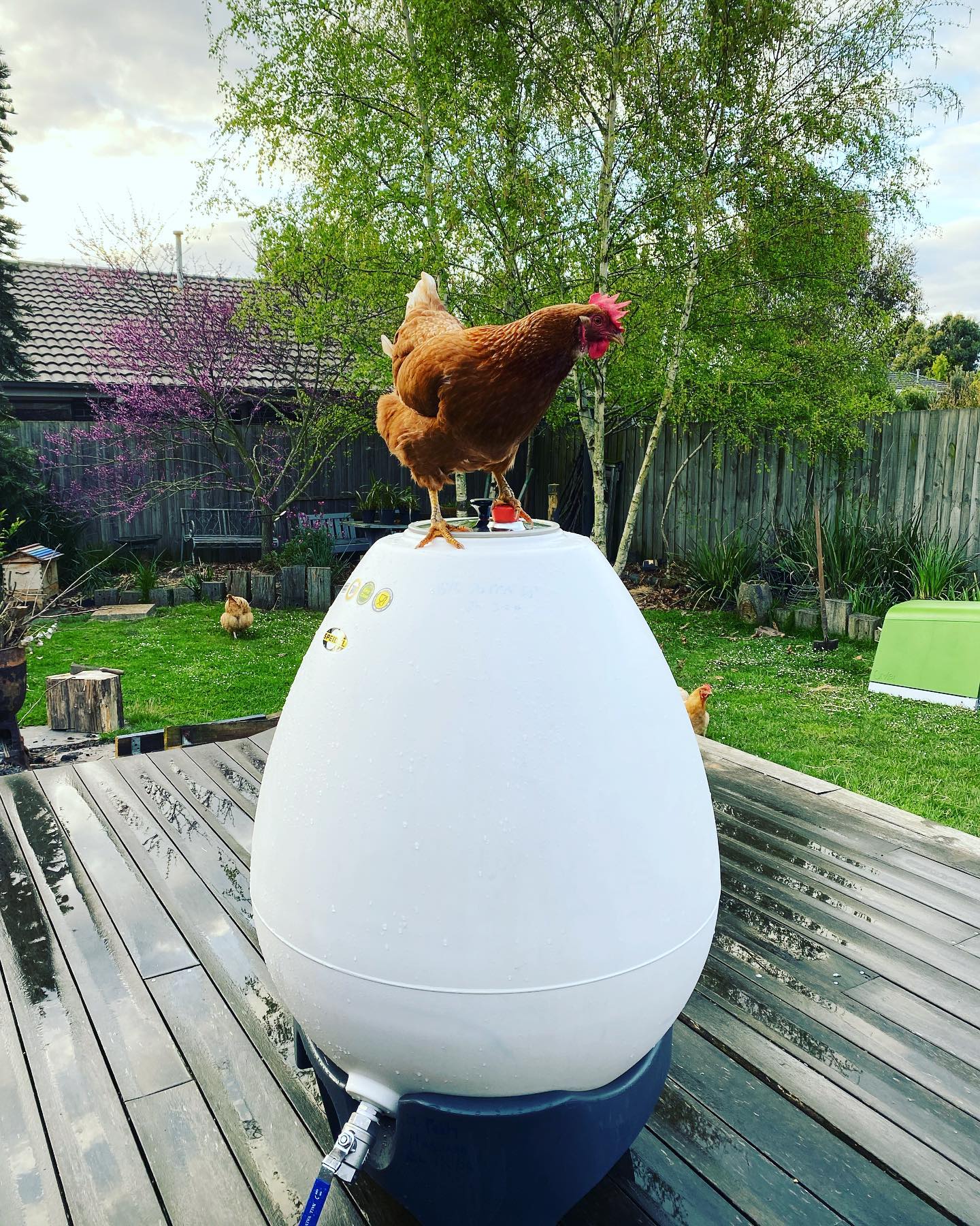 Poly says ‘this one is a bit big’. There’s no denying it now, I’m officially a backyard winemaker now. Cleaning things to rack the 22 Nebbiolo. The 21 is selling like hot cakes…or warm eggs.. if you want some get in touch. #chooks #bigeggs #speidel #wine #nebbiolo #backyardwinemaking