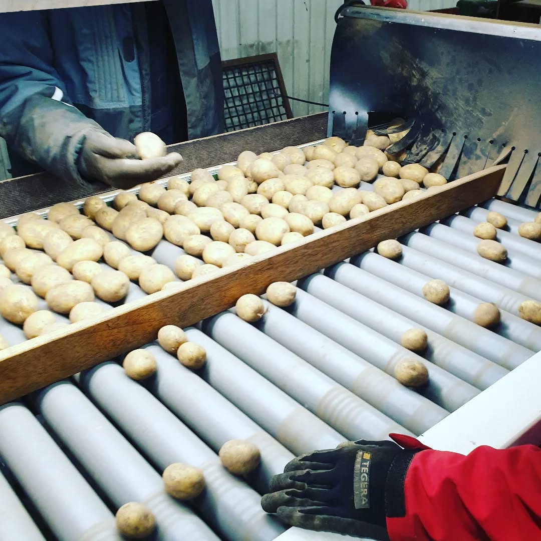 Se aika vuodesta käsillä kun analysoimme kaikki siemenperunaerämme🤩 Todella laadukas sato tänä vuonna! Kokojakauma on tavallista isompaa eli pienet siemenkoot todennäköisesti myydään loppuun ensin... #laatuanalyysit #siemenperuna #kantaperuna #noblesse