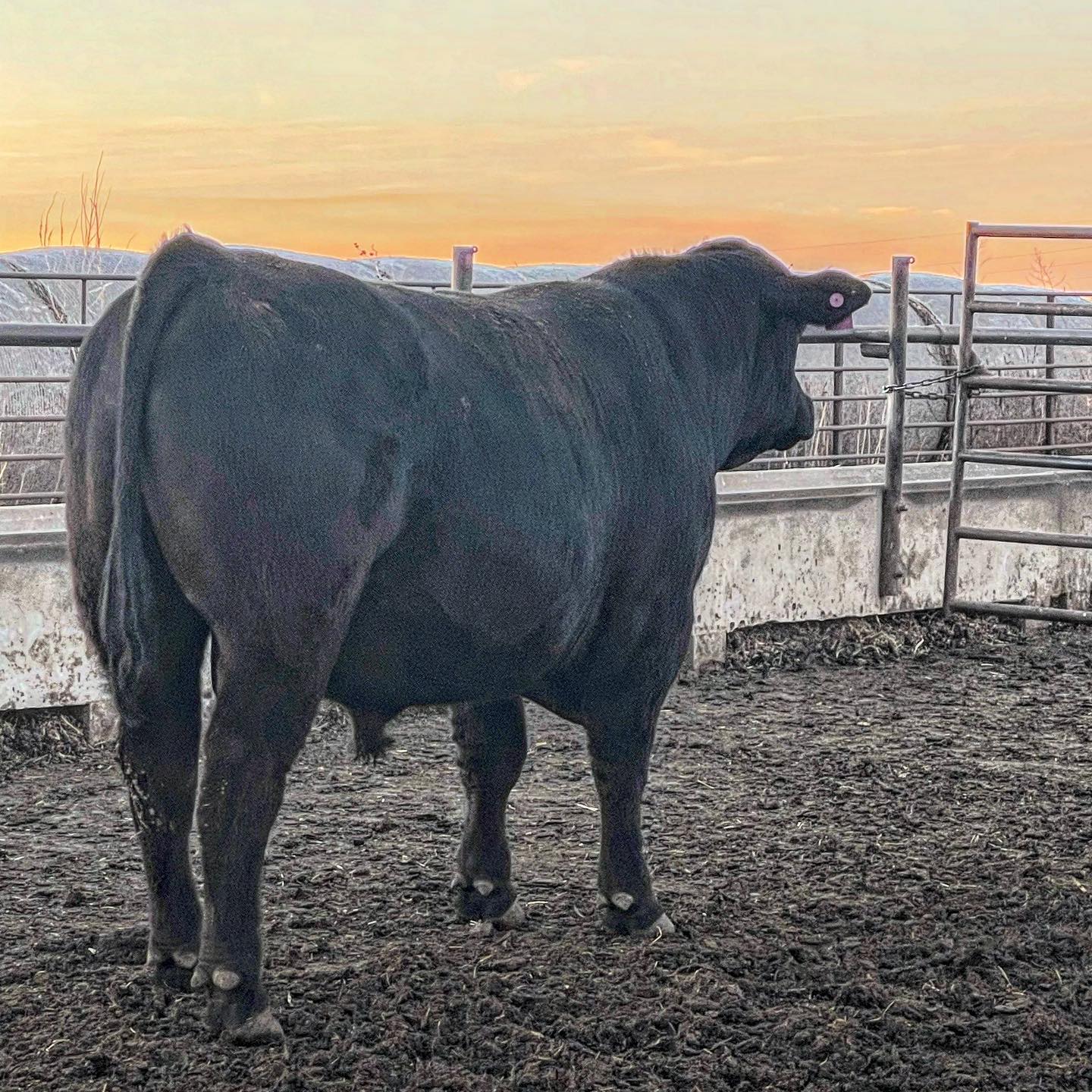 When you fix your eyes upon God, your purpose will illuminate.
#faith #ranchlife #foodcomesfromfamilies #beef #ranchliving #seedstock #livewithpurpose #beefproducers #myksfarmlife