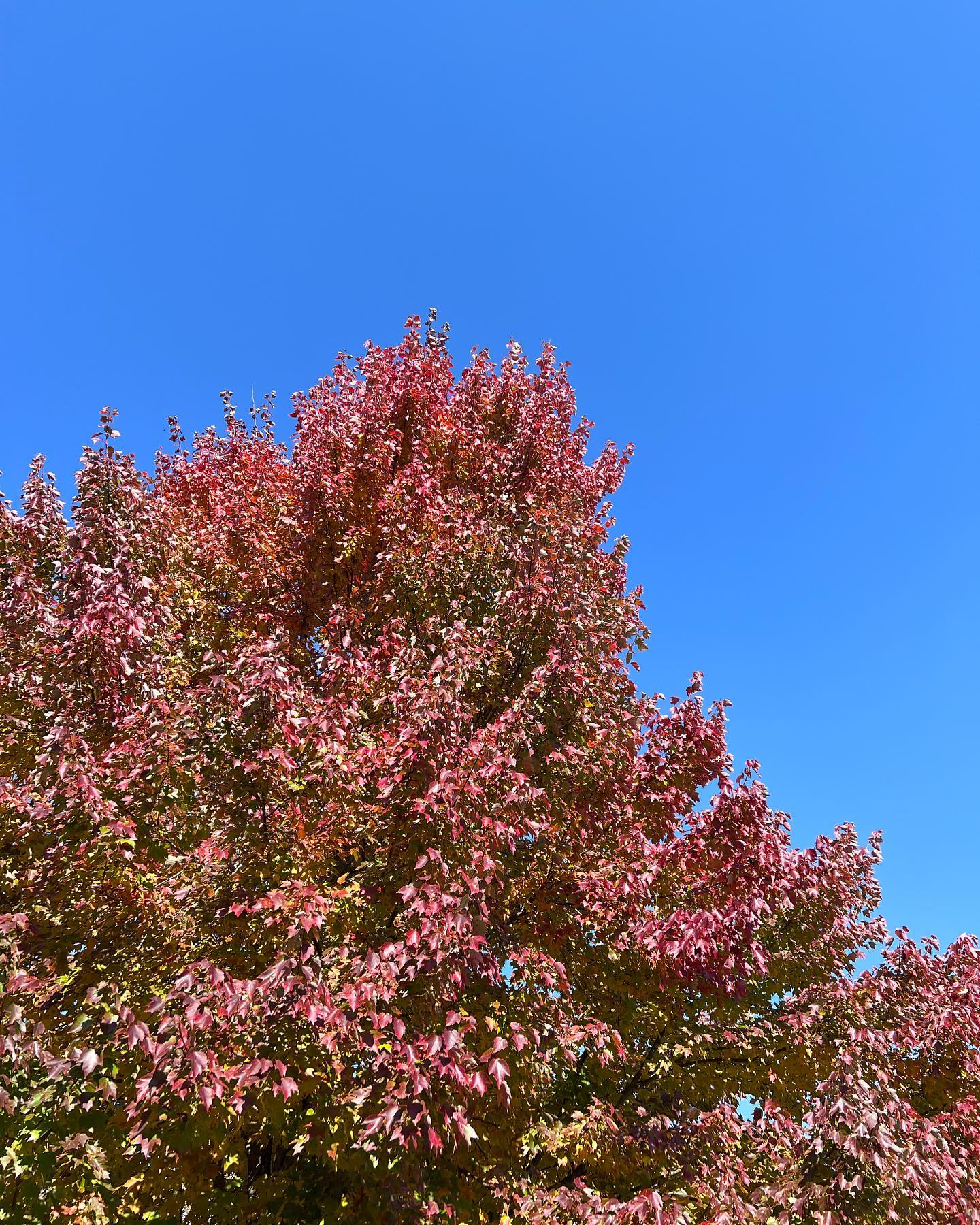 The first autumn colours are here #autumn autumn leaves #autumnvibes