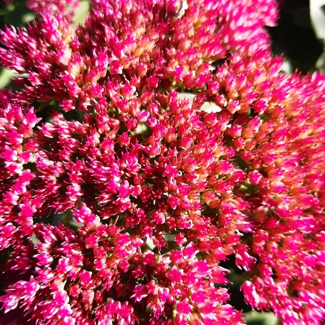 It might be nearly November but boy those colours are still popping in the sunshine.