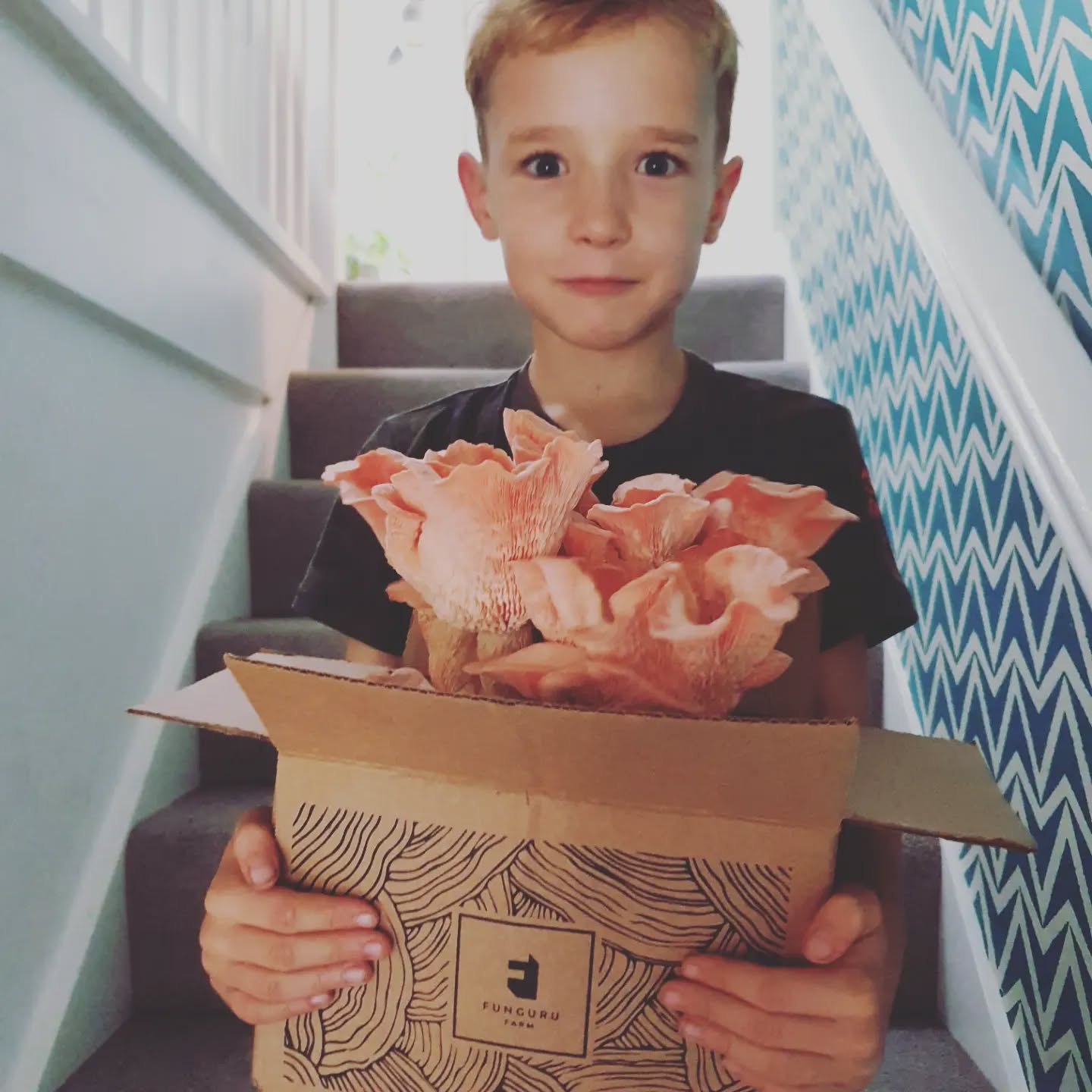 Grown by the youngest (6) with no help. It really is that easy. #mushroom #growkit #pinkoysters #pleurotusostreatus #growyourown #grow #growyourownfood #fungi #fungilover #fantasticfungi #mushlove #mushroomfarm