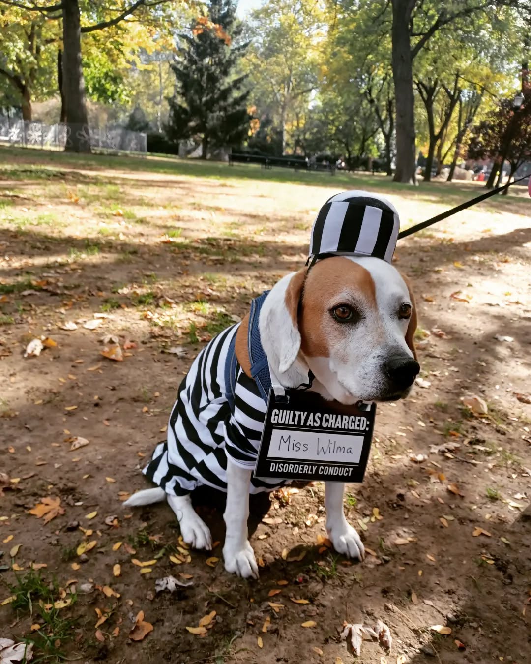 Had an awesome Halloweekend by dressing up Miss Wilma as an inmate, playing my final Hole show with my band, and having a Halloween themed music class as part of @asoundstart !