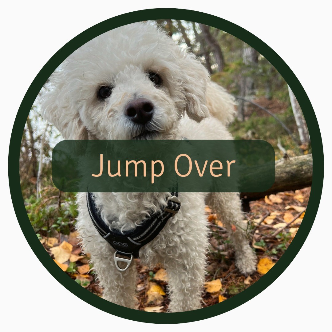 Teach your dog how to jump over things to make your walks more engaging 🐾
Here is one way of teaching your dog how to jump over a branch on cue:
1. Lure your dog with a treat to jump over the branch
2. Lure your dog with a treat to jump over the branch but reward the dog with a treat from your other hand
3. Lure your dog with an empty hand to jump over the branch and reward the dog with a treat from your other hand
4. When the dog knows the behaviour, add a verbal cue when the dog is jumping, and reward when the dog has done what you’ve asked
5. Use the verbal cue before the dog jumps and reward when the dog has done what you’ve asked
If your dog doesn’t jump on cue, go back to the step before and/or make sure that you’re in an environment where your dog is calm and there are minimal or no distractions. And as always, make sure your dog is in a calm state of mind when learning new things.
⚠️ Prevent injuries by considering your dog's physique before trying this trick.