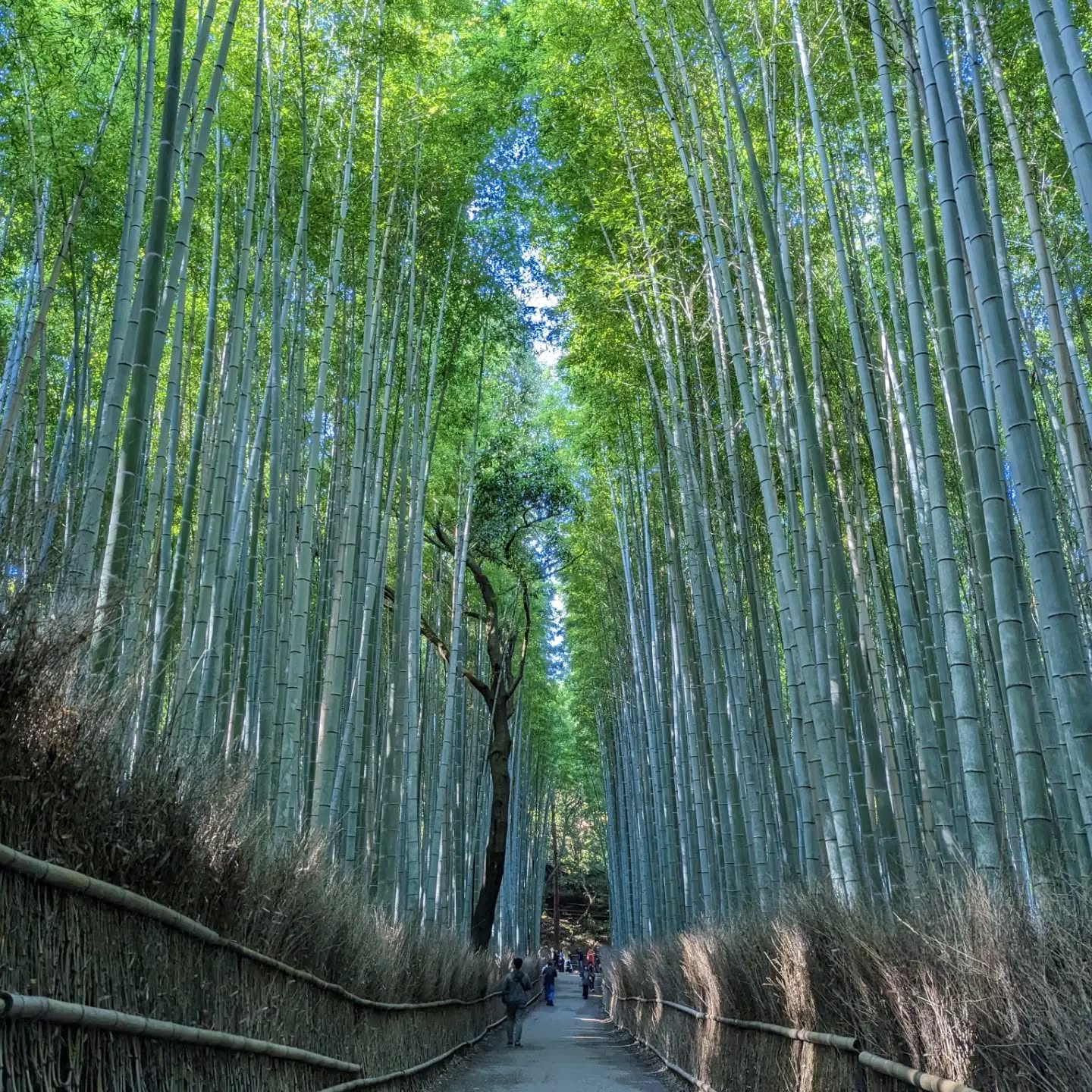 Kyoto
#kyoto #japan #arashiyamabambooforest #arashiyama #goldenpavilion #travel #autumn #nippon