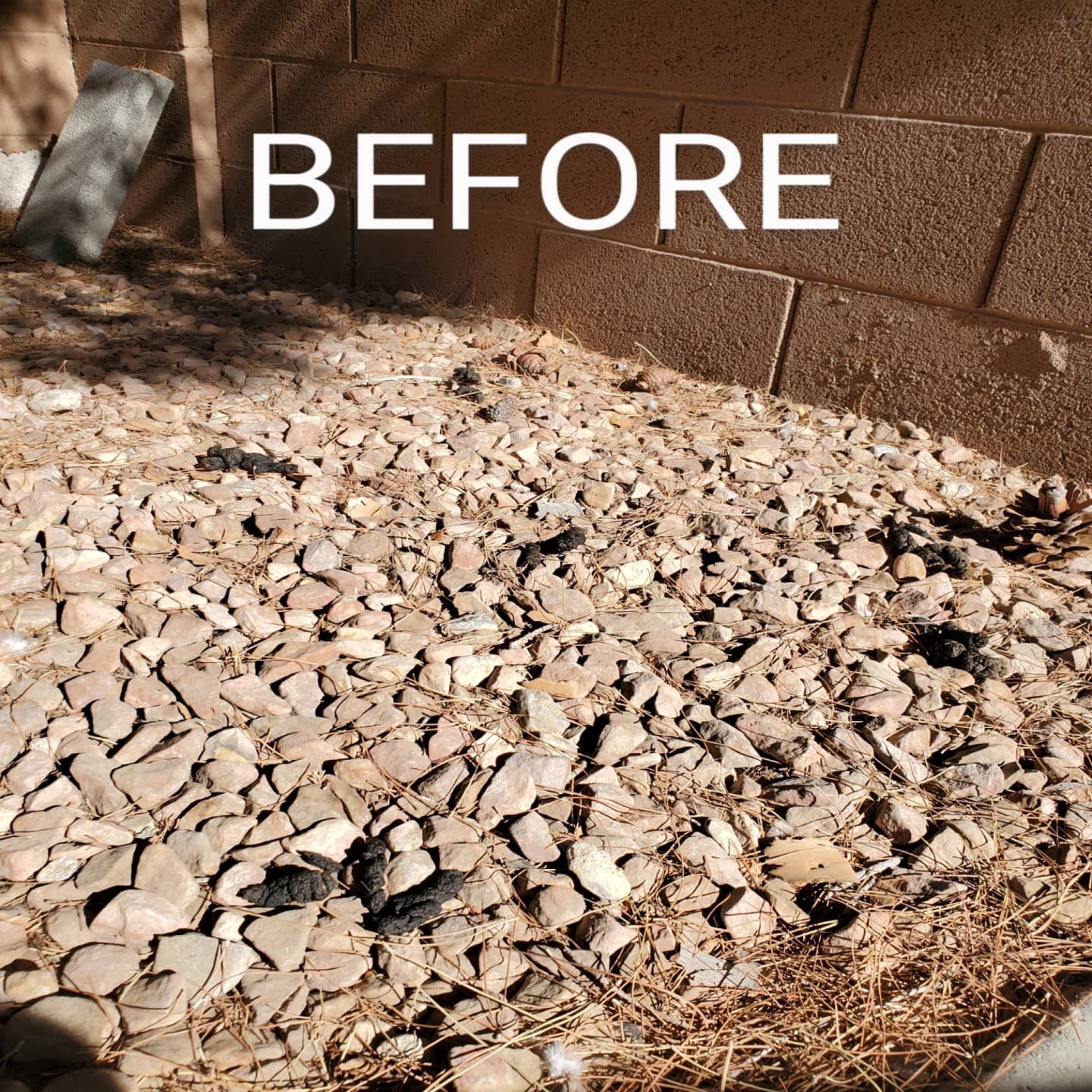 Don't just throw it away TURD IT AWAY!
• Eco-Friendly pooper scooper service
• Complete Dog Waste Clean Up & Haul Away
• Scent Relief
• Biodegradable products
• Fecal matter testing (optional)
Call now for a #freeestimate #7024620050 info@turditaway.com #pooperscooperservice #turditaway #fecalmatter #poop #dogpoop #catpoop #poopoo #caca #turd #haulaway #cleanyard #healthy #feces #environmentalhealth #cleanenvironment