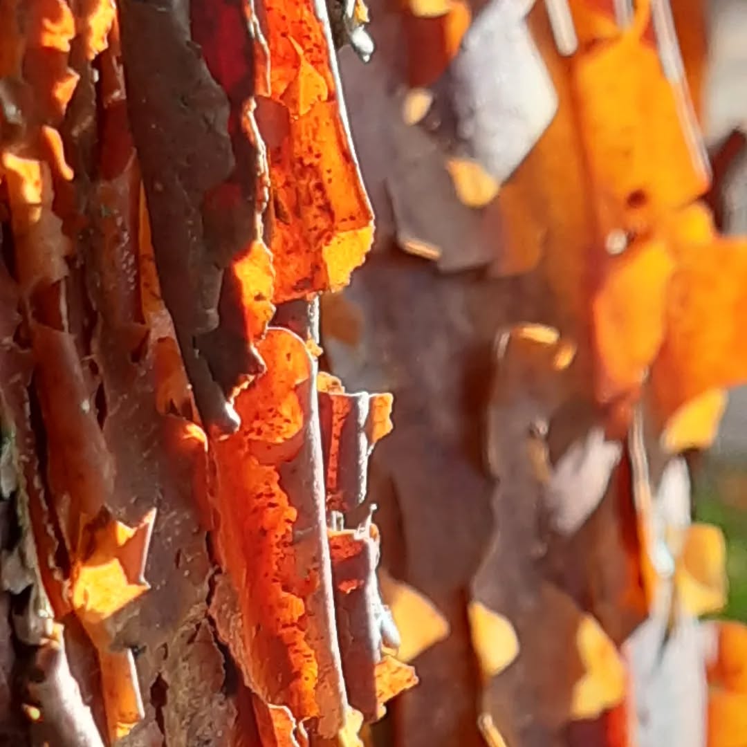 Acer griseum is right up there in my tree top ten - an absolute show stopper at this time of year!
