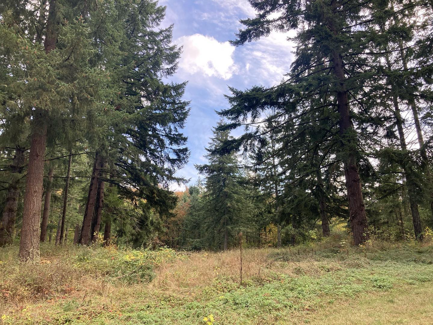 Hello! Here we are, the next phase of Olde Moon Farm. Deeply humbled and grateful to be keeping Jay and Jordan’s work alive on the land here as they take an amazing step eastward to VT! Many blessings and thanks to you friends. So much community support has made it all possible. More to come soon! (Sound on for the flock of Cranes that flew over shortly after the Uth’s departure!)