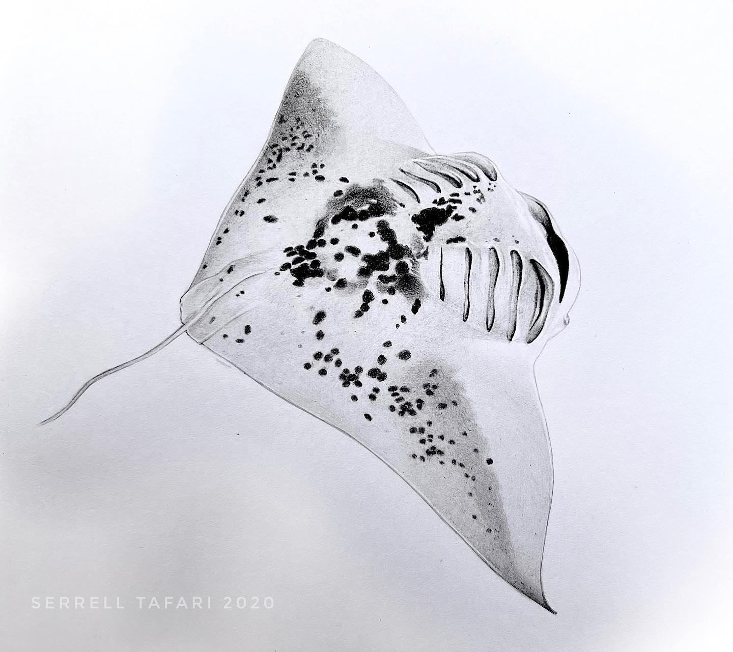 O T H E R W O R L D
#mantaray #sealifeart #sketching